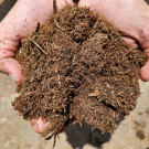 bagasse-silage-qhcglobal-135×135 Bagasse Silage (Wet) for animal feed