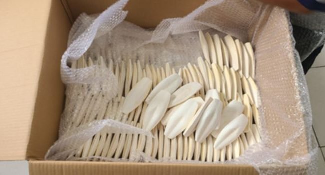 cuttlefish-bone-packaging