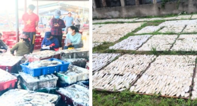 cuttlefish-bone-raw-material