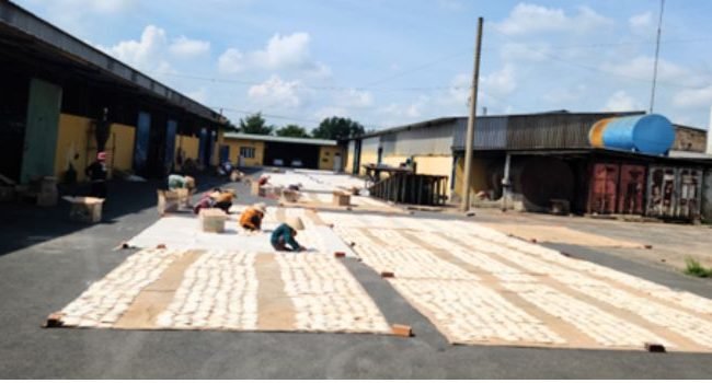 cuttlefish-bone-sun-drying